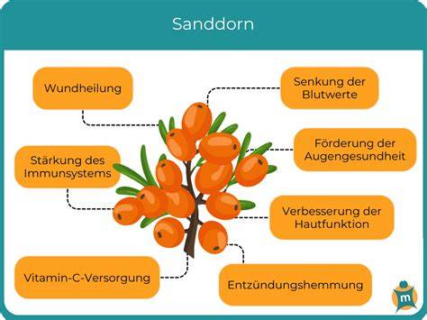 Infografik: Sanddorn - Nährstoffprofil