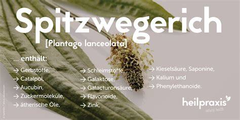 Infografik: Spitzwegerich-Inhaltsstoffe und deren Wirkung