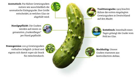 Infografik: Synergie von Gurken und Honig für Immunsystem und Haut