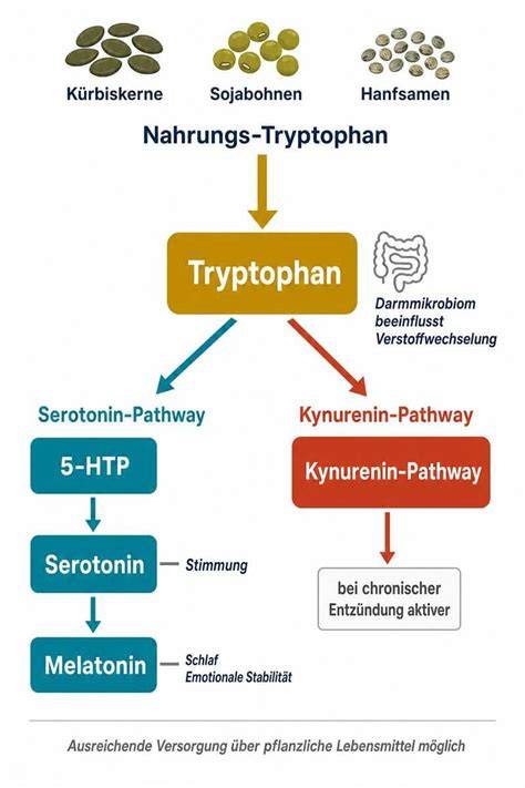 Infografik: Umwandlung von Tryptophan zu Serotonin im Gehirn