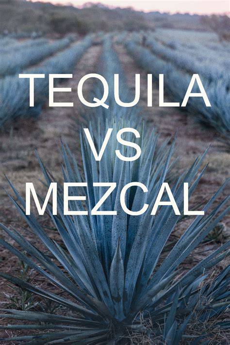 Infografik: Unterschiede Tequila vs. Mezcal, Herkunft und Agavenarten