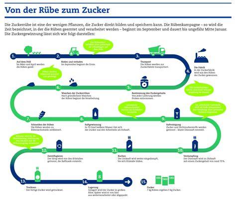 Infografik: Verarbeitungsschritte der Zuckerrübe → Zucker, Melasse, Futtermittel