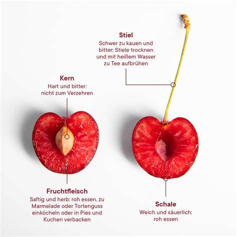 Infografik: Vergleich Süß- und Sauerkirschen (Aroma, Größe, Ernte)