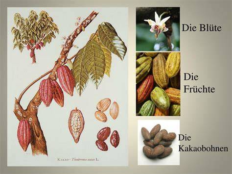 Infografik: Vom Kakaobaum zum Schokoladenprodukt - Verarbeitungskette