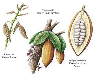 Infografik: Vom Kakaobaum zur Schokolade