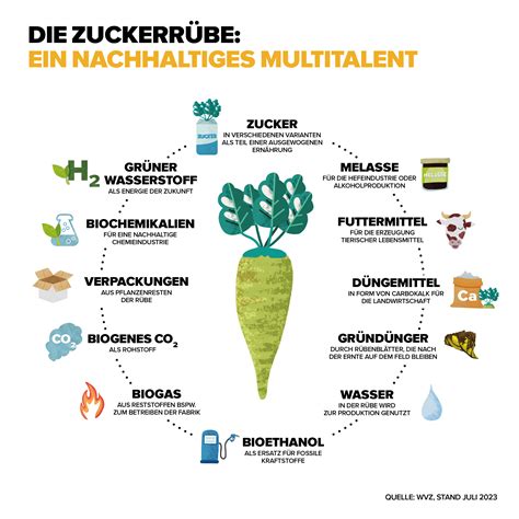 Infografik: Von Zuckerrübe bis Feiner Rüben Zucker - Produktion in Wochen plan