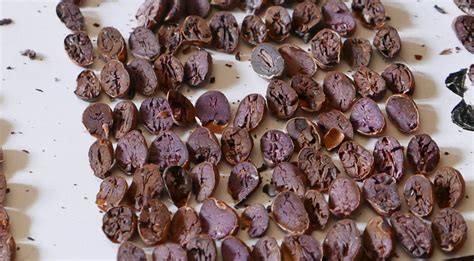 Infografik: Von der Kakaobohne zur Praline - Conchieren, Temperieren, Füllen