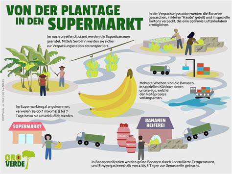 Infografik: Von der Plantage ins Glas - Veredelungsprozess ohne Aromen