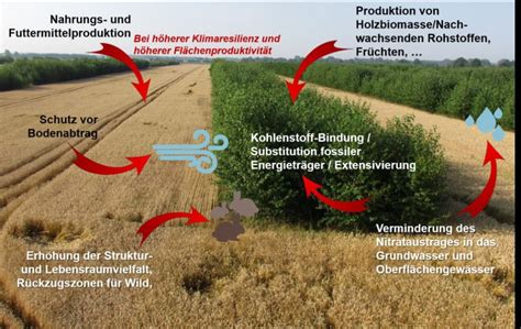 Infografik: Vorteile von Agroforstwirtschaft im Kakaoanbau