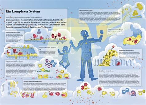Infografik: Walnuss-Benefits fürs Immunsystem