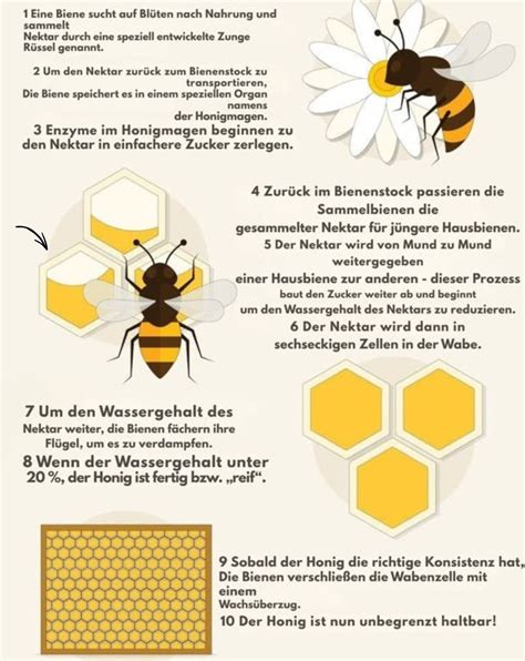 Infografik: Weg des Nektars bis zum fertigen Honig