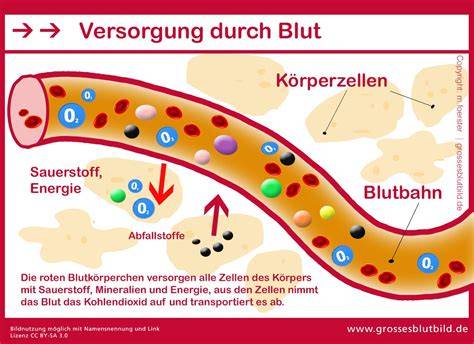 Infografik: Wege der Energiebalance - von Darm über Blut zu Gehirn