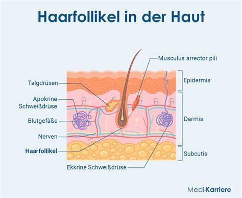 Infografik: Wie Zucker und Alkohol Haarfollikel schädigen