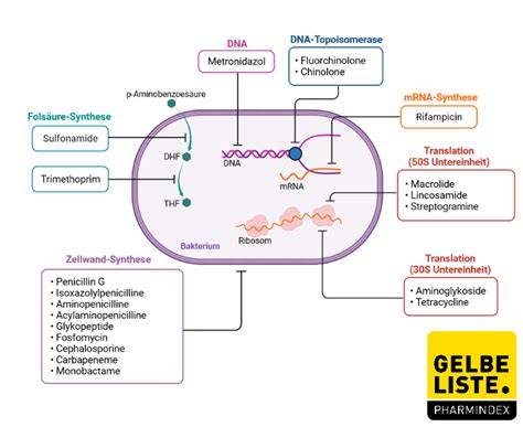 Infografik: Wirkmechanismen der gängigen blutzuckersenkenden Medikamente