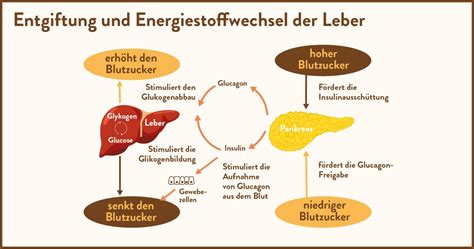 Infografik: Wirkmechanismen von Flavonoiden in dunkler Schokolade auf Leber und Gefäße