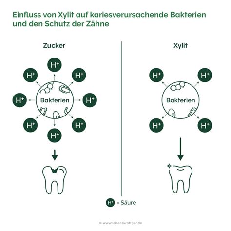 Infografik: Wirkung von Xylit auf Zähne und Insulinantwort