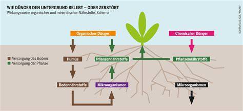 Infografik: Wirkungsweise von Zucker und Hefe im Boden (Mikroorganismen, Nährstofffreisetzung)