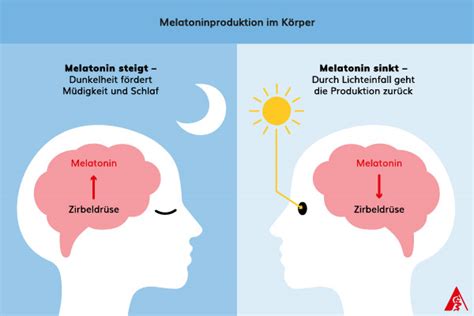 Infografik: Zuckerkreislauf und Melatoninproduktion
