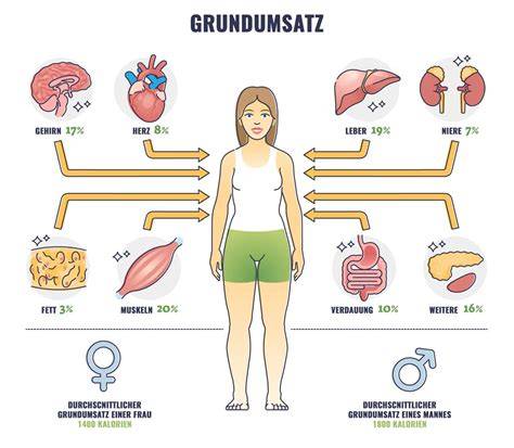 Infografik: Zusammenspiel von Eiweißzufuhr, Muskelmasse und Grundumsatz