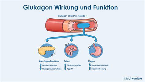 Infografik Blutzuckerregelung: Insulin, Glukagon, Tagesverlauf