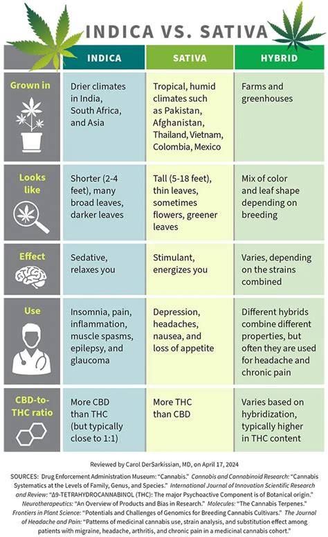 Infografik Indica vs. Sativa vs. Hybrid - Genetik und Wirkprofil von Gelato