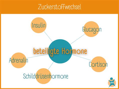 Infografik Zuckerstoffwechsel und Hormone
