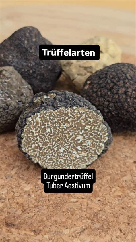 Infografik der wichtigsten Trüffelarten und deren Preisbereiche