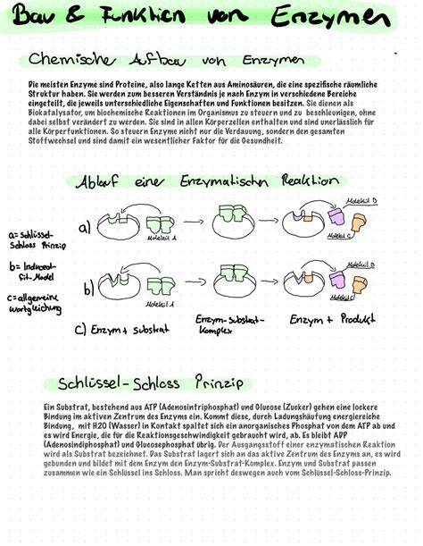 Infografik zu Enzymen in der Stärkespaltung