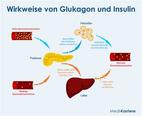Infografik zum Glukosestoffwechsel: Insulin, Glukagon, Leber- und MuskelGSpeicher