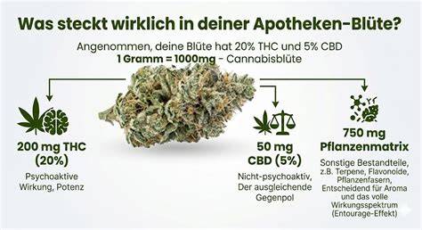 Infografik zur Herstellung und Dosierung von Cannabis Keksen