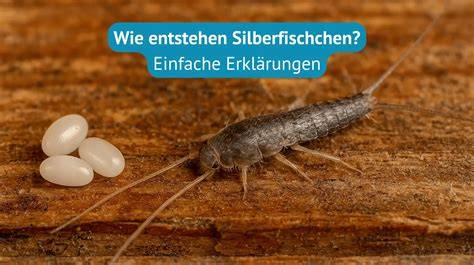 Infografik zur Nahrungsaufnahme von Silberfischchen