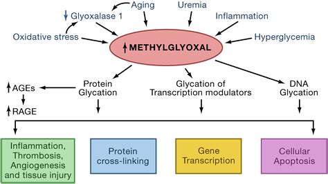 Infografik zur antibakteriellen Wirkung von Methylglyoxal (MGO)