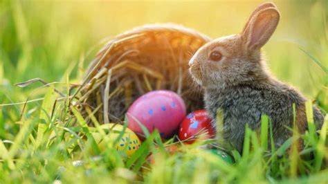 Infografik_Osterhase_Ursprung