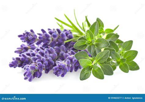 Infusion von Lavendel und Thymian in einer Schüssel