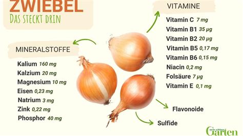Inhaltsstoffe der Zwiebel Infografik