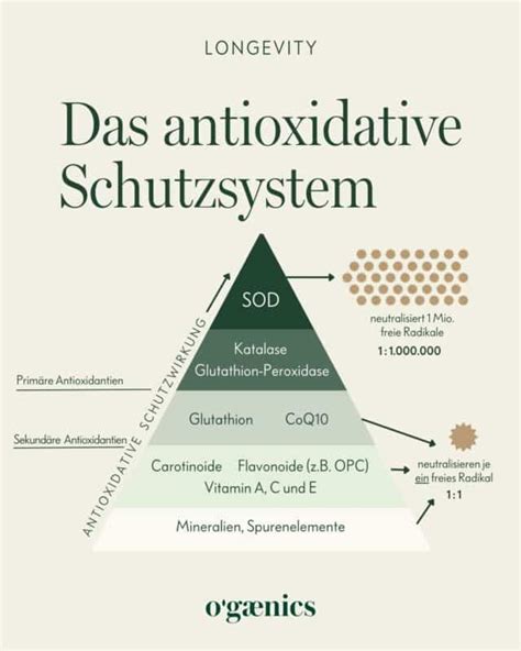 Inhaltsstoffe und Antioxidantien im Tannenhonig