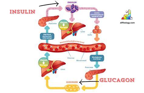 Insulin und Glucagon Gegenspieler
