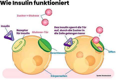Insulin und Zuckeraufnahme