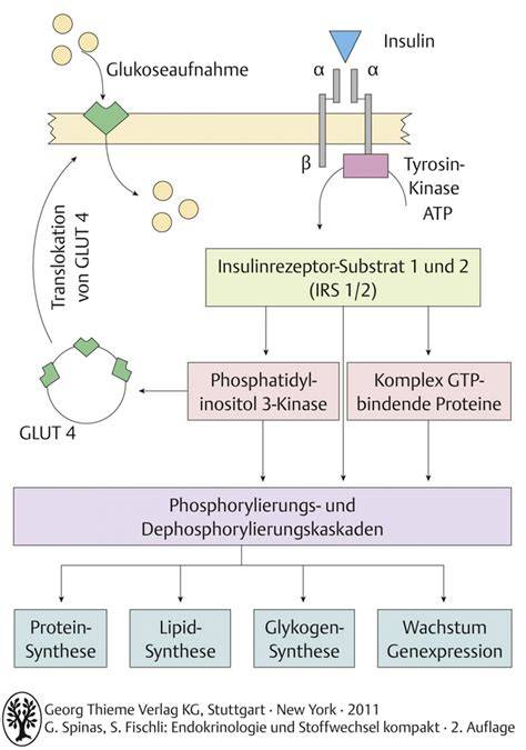 Insulinwirkung und Glykogenaufnahme