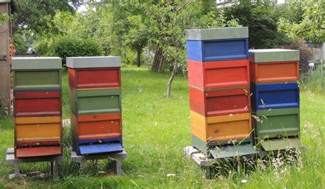 Isolierte Überwinterungskästen und traditionelle Bienenbeuten