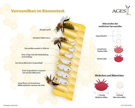 Jahreszeitlicher Zyklus im Bienenstock