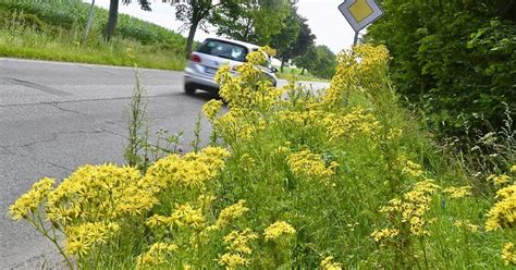 Jakobskreuzkraut am Straßenrand