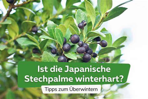 Japanische Halal-Baumkuchenverpackung