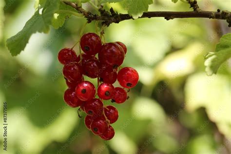 Johannisbeeren am Strauch