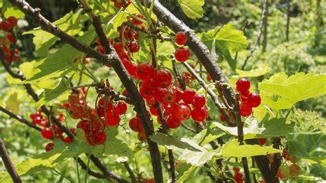Johannisbeeren am Strauch und geerntet in der Schüssel