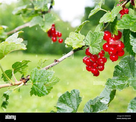 Johannisbeeren auf Rispen - frische Zutaten