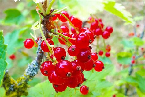 Johannisbeeren auf dem Strauch