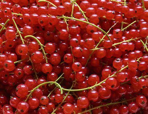 Johannisbeeren frisch von der Rispe