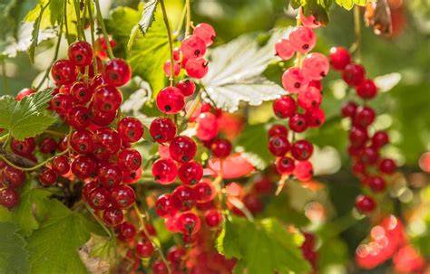 Johannisbeeren im Mixtopf