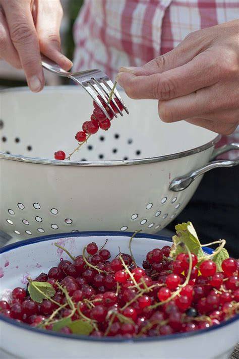 Johannisbeeren nach dem Waschen und vom Stiel gezupft